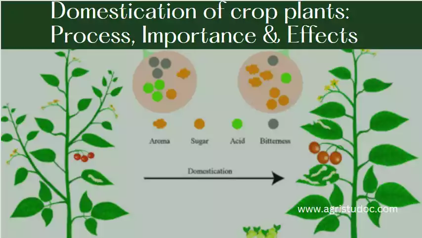 Domestication of crop plants