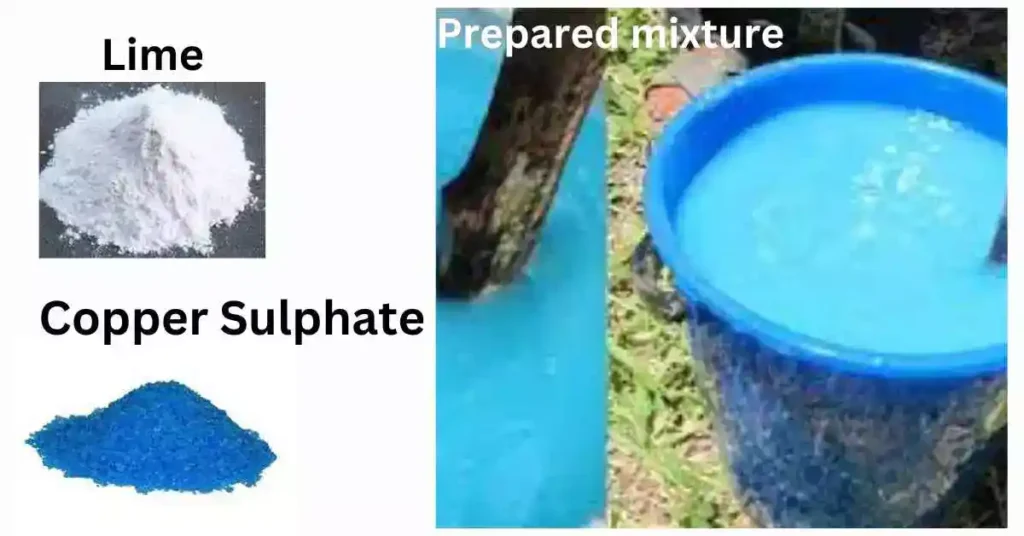  Preparation of Bordeaux mixture and paste