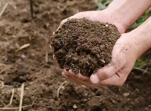 Soil fertility management
