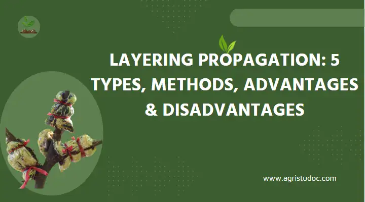 layering propagation