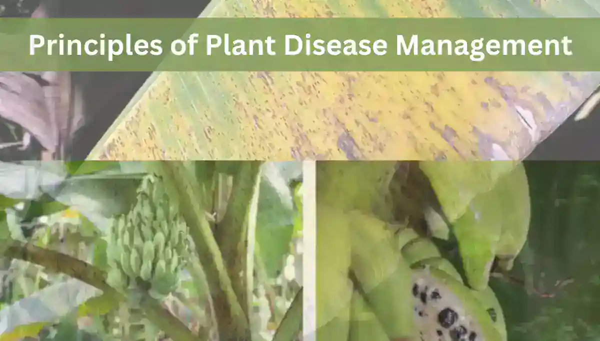 plant disease management