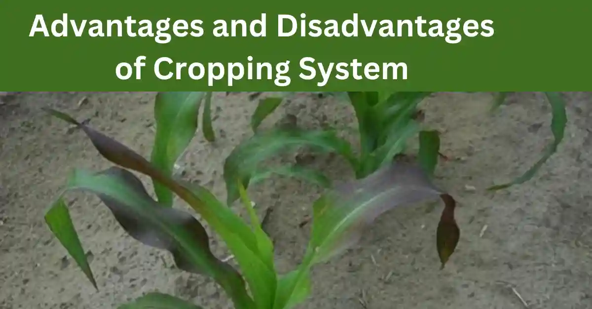 Advantages And Disadvantages Of Cropping System Advantages And Disadvantages Of Cropping System